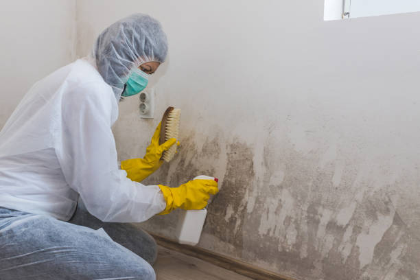 Crawl Space Mold Removal in Wayne, MI