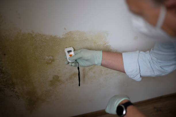 Best Mold Removal Company Near Me  in Wayne, MI