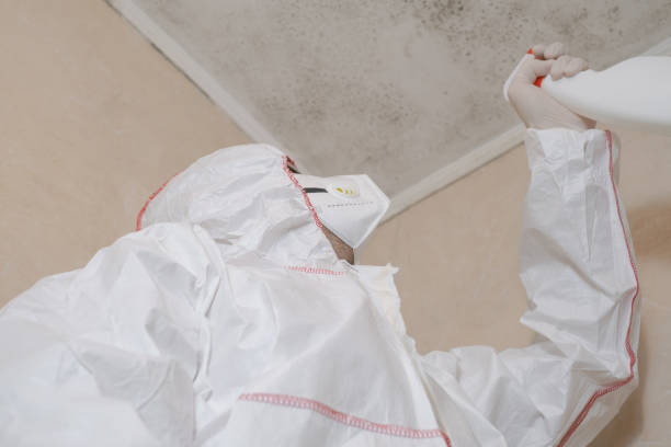 Best Best Mold Removal Companies  in Wayne, MI