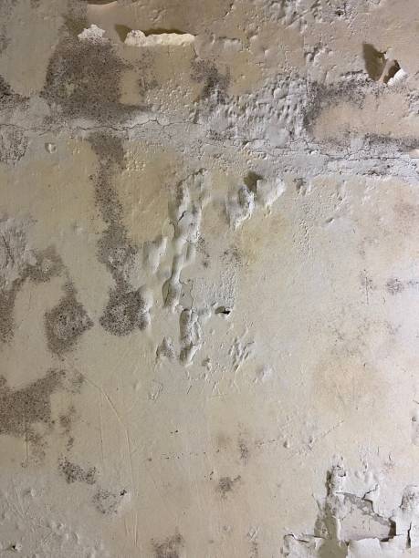 Best Black Mold Removal  in Wayne, MI