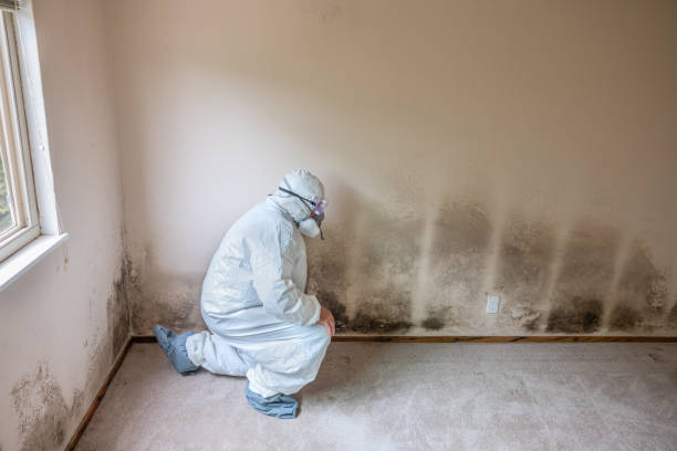 Crawl Space Mold Removal in Wayne, MI