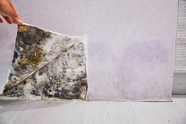 Best Mold Testing  in Wayne, MI